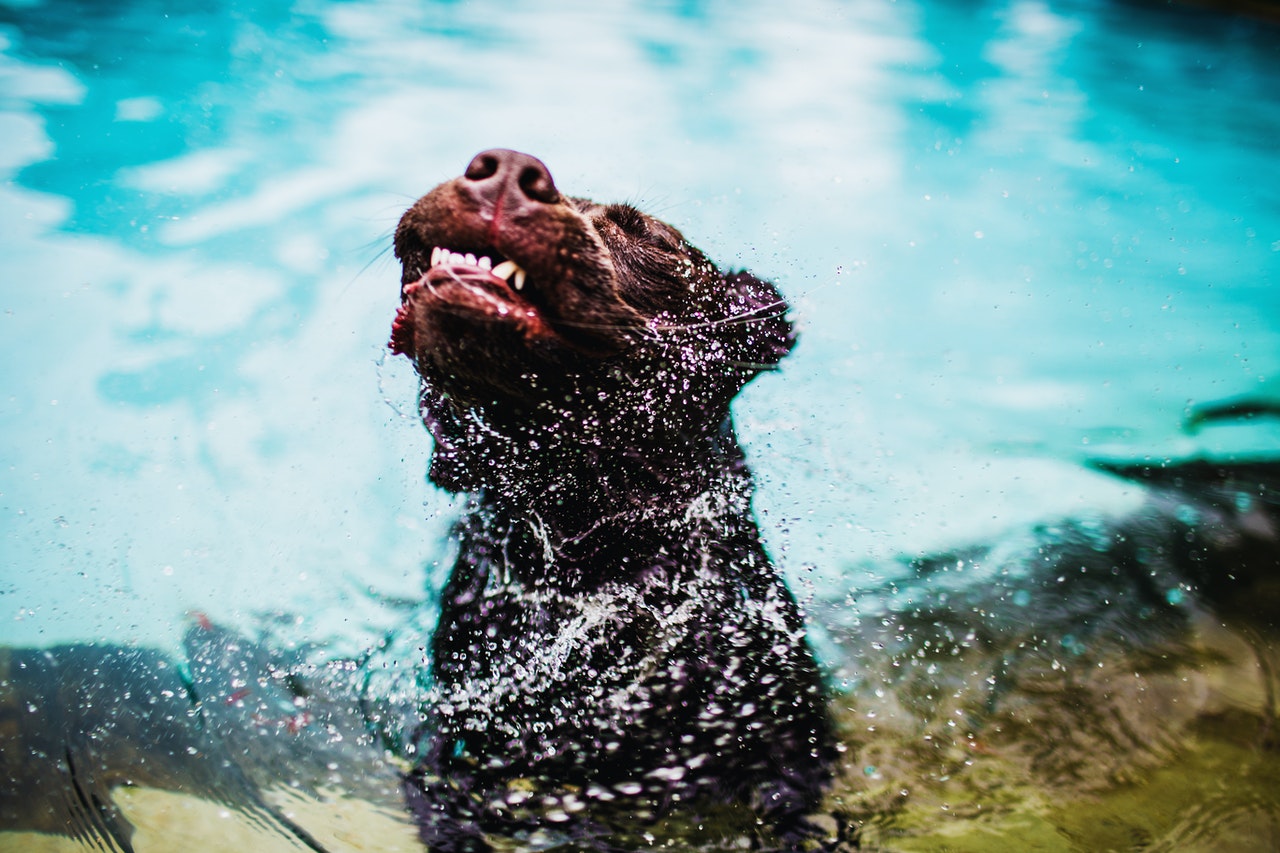 Aktywny pies, uwielbiający pływanie, powinien być mieć częściej kąpiele.